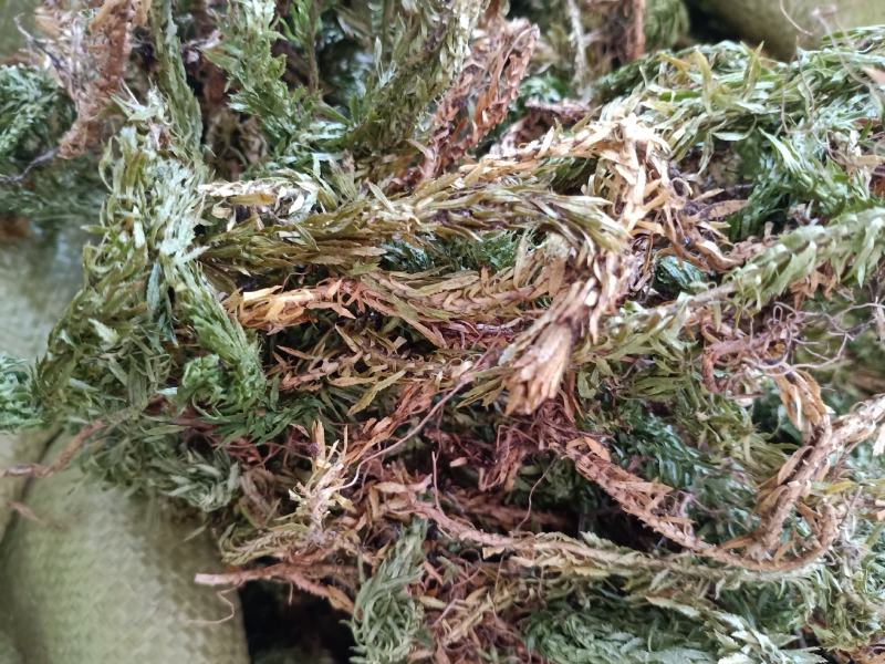 千层塔，金不换，虱子草质量上乘，欢迎选购！
