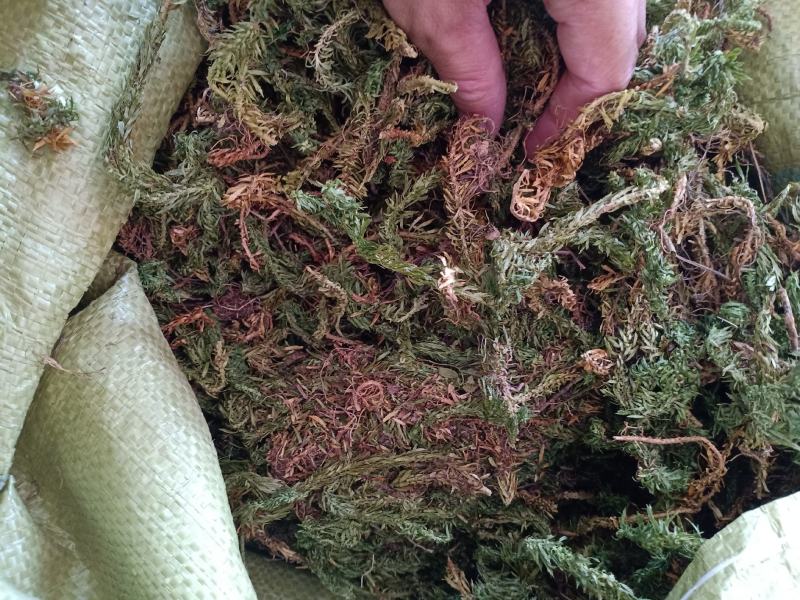 千层塔，金不换，虱子草质量上乘，欢迎选购！