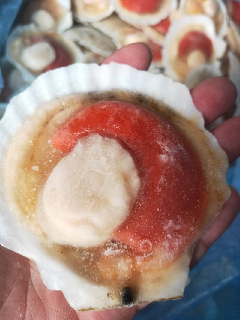 扇贝，纯干扇贝价格便宜。上海一手货源批发
