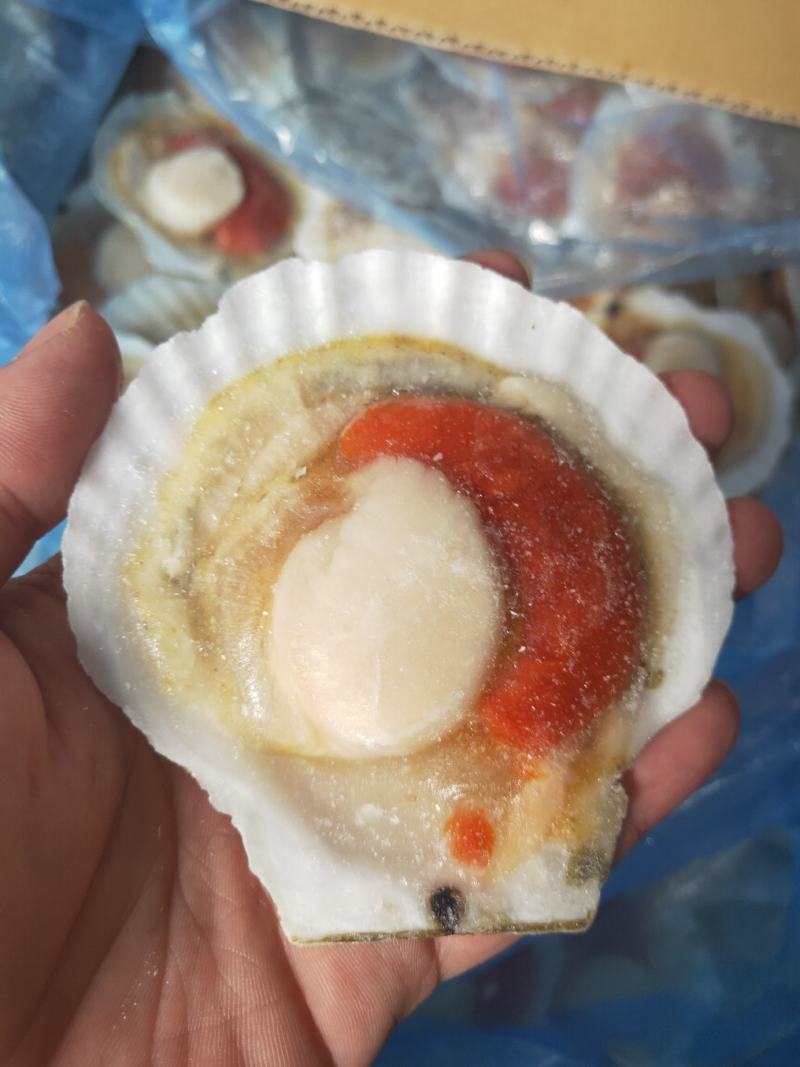 扇贝，纯干扇贝价格便宜。上海一手货源批发