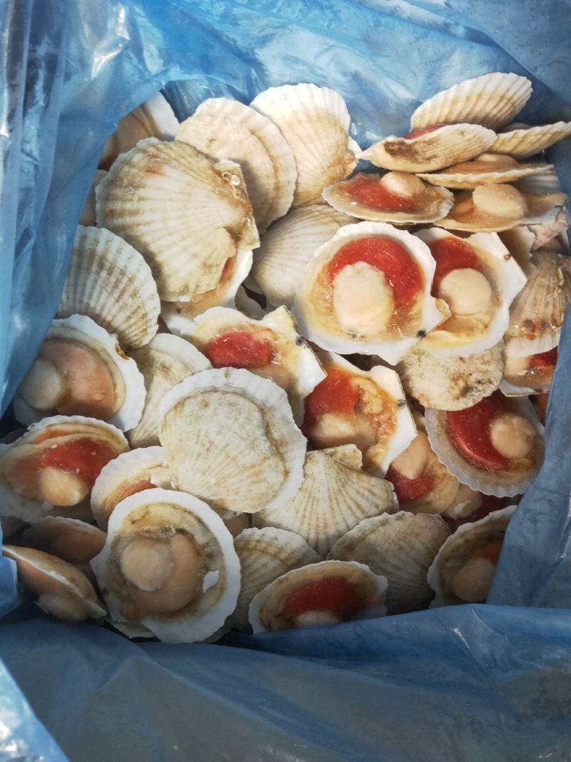 扇贝，纯干扇贝价格便宜。上海一手货源批发
