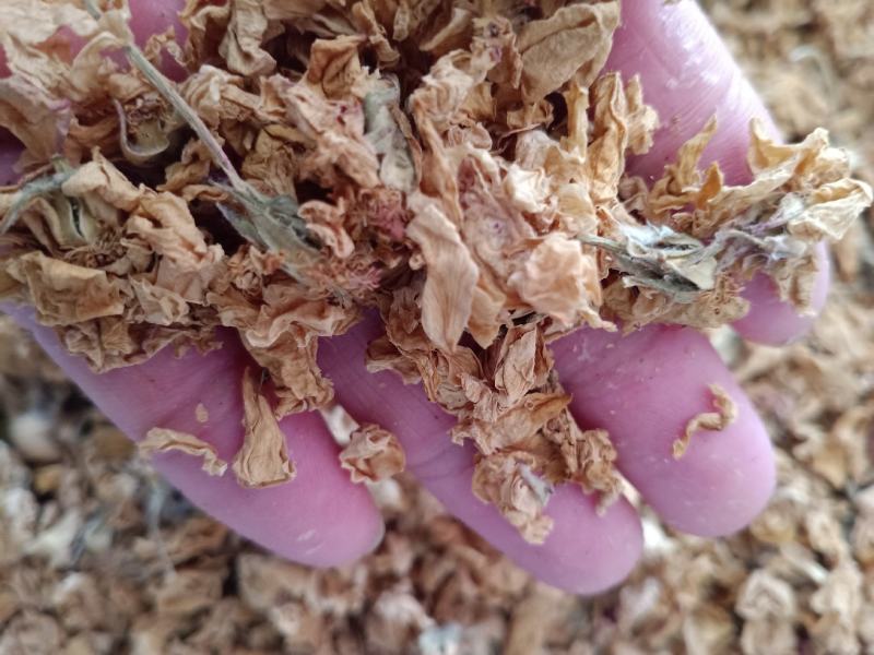 白残花，精品白残花，质量上乘欢迎选购！
