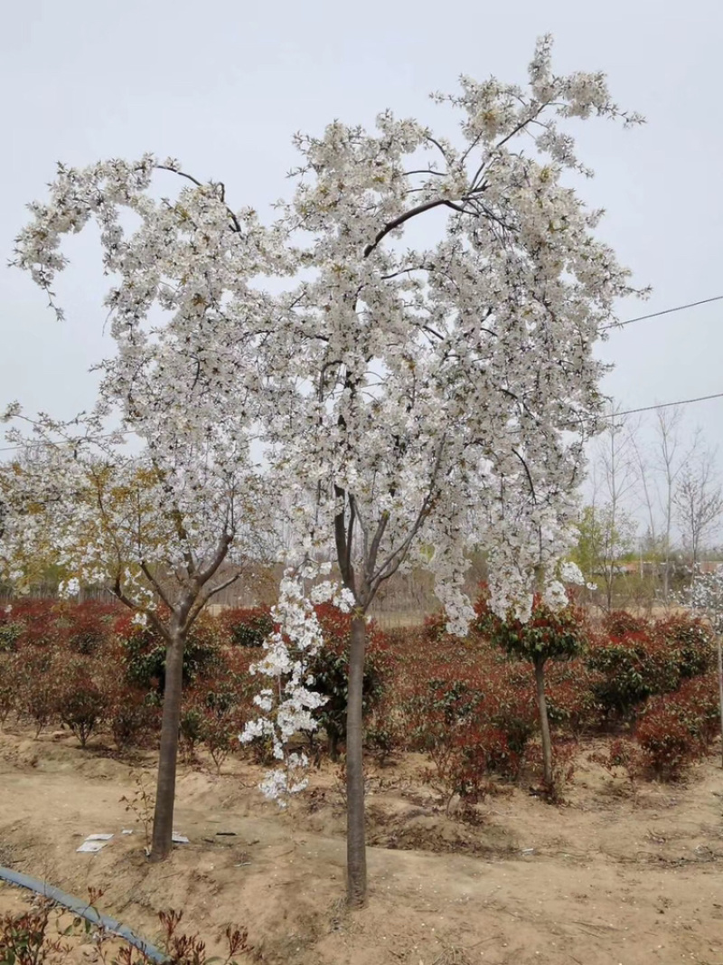 郁金樱全系列品种樱花采购一站式服务