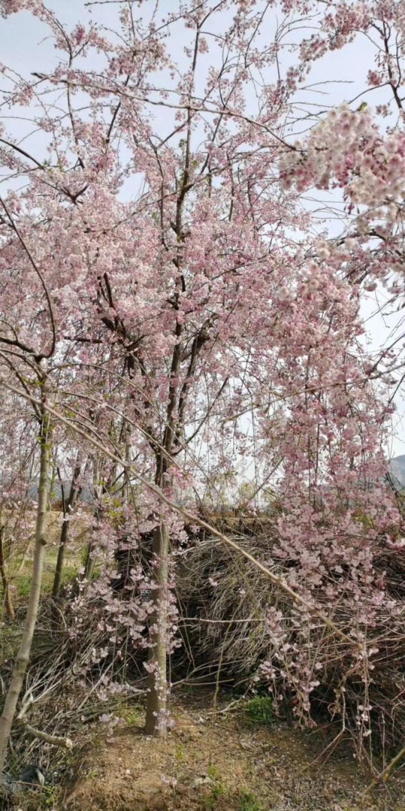 郁金樱全系列品种樱花采购一站式服务