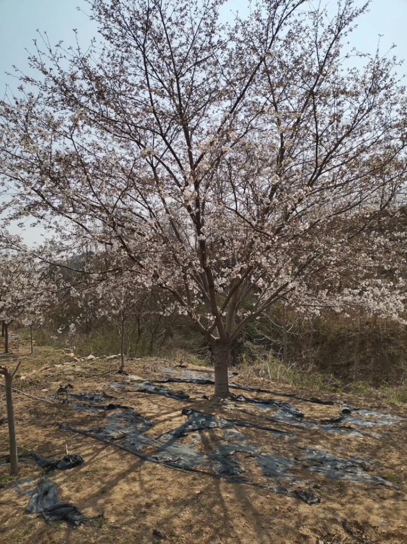 郁金樱全系列品种樱花采购一站式服务