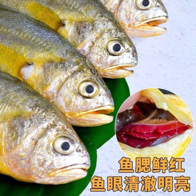 【有好货】大黄花鱼保证质量肉质鲜美