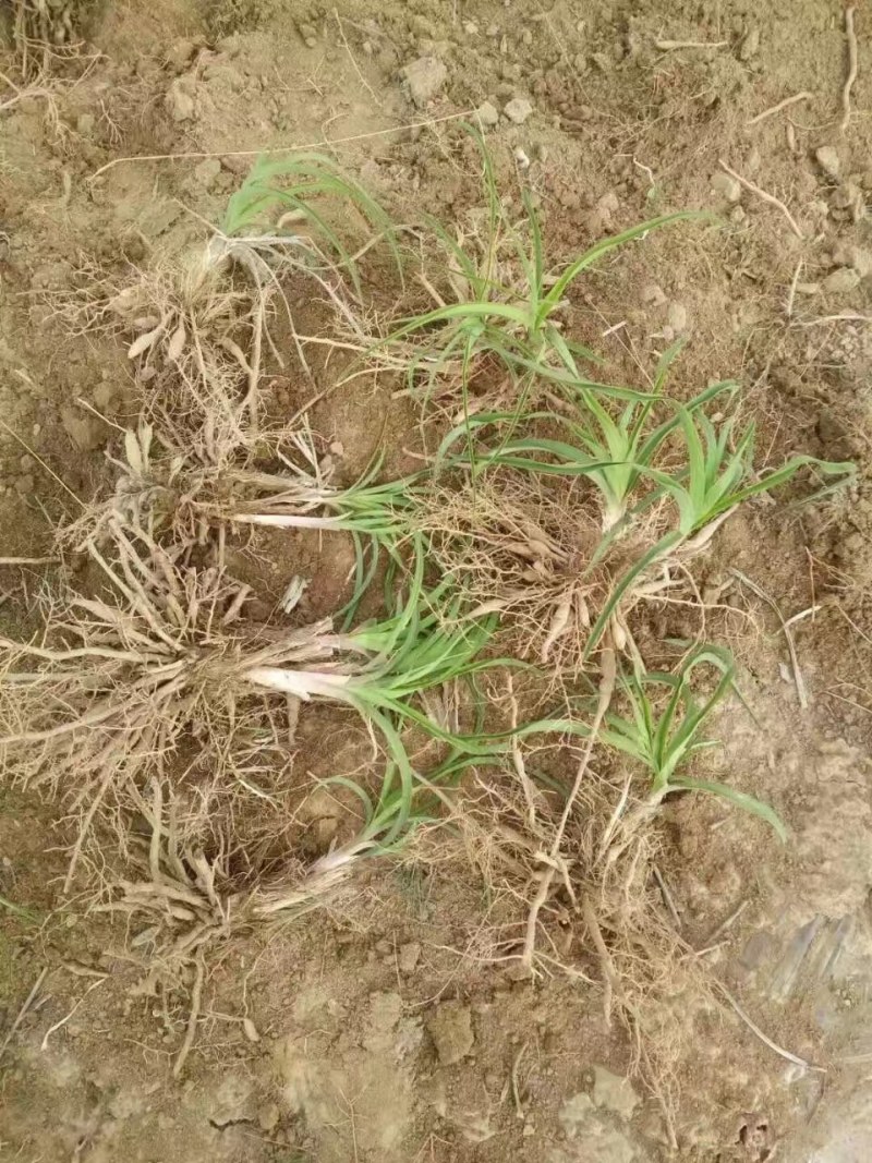 大量批发优质黄花菜苗（可做绿化，公园，风景区，农家乐园）