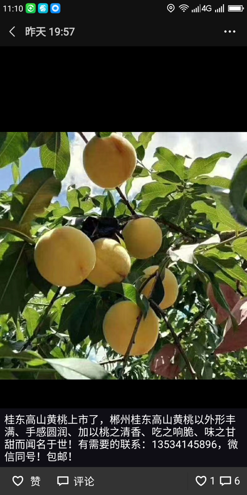 湖南桂东高山黄桃现摘