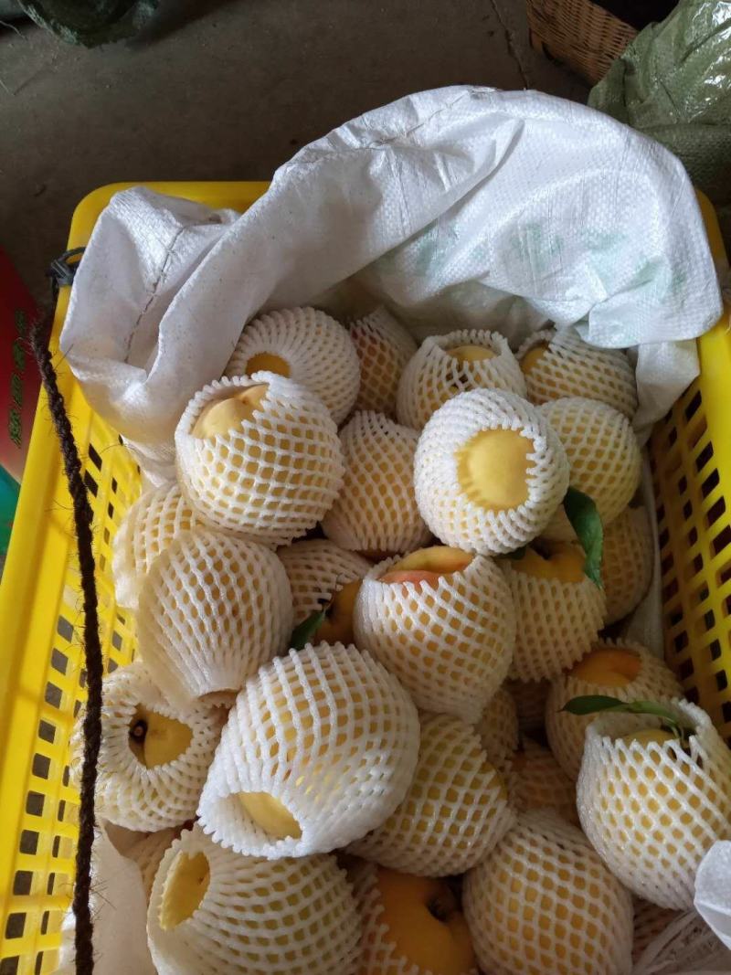 湖南桂东高山黄桃现摘