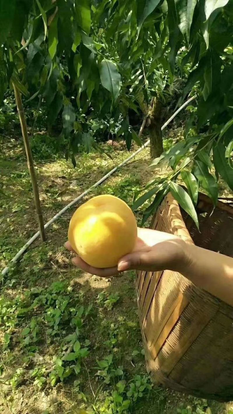 湖南桂东高山黄桃现摘