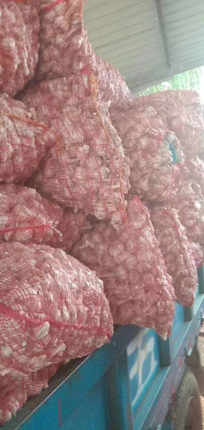 临沂狗牙子蒜可做种子品质有保证