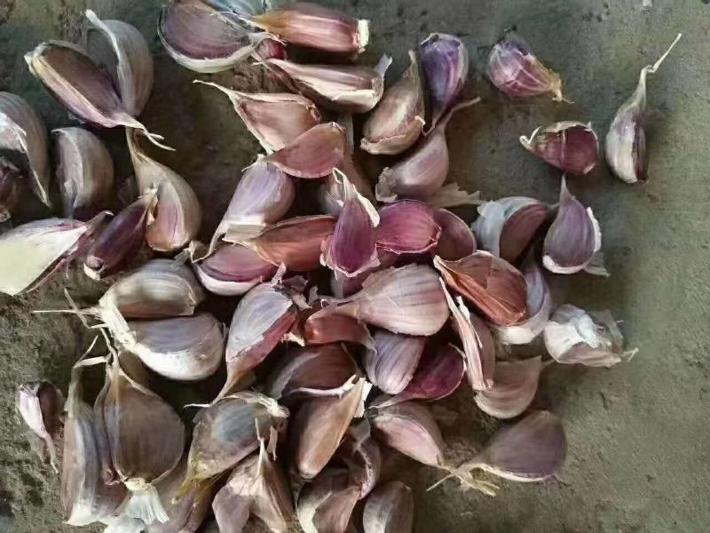 临沂狗牙子蒜可做种子品质有保证
