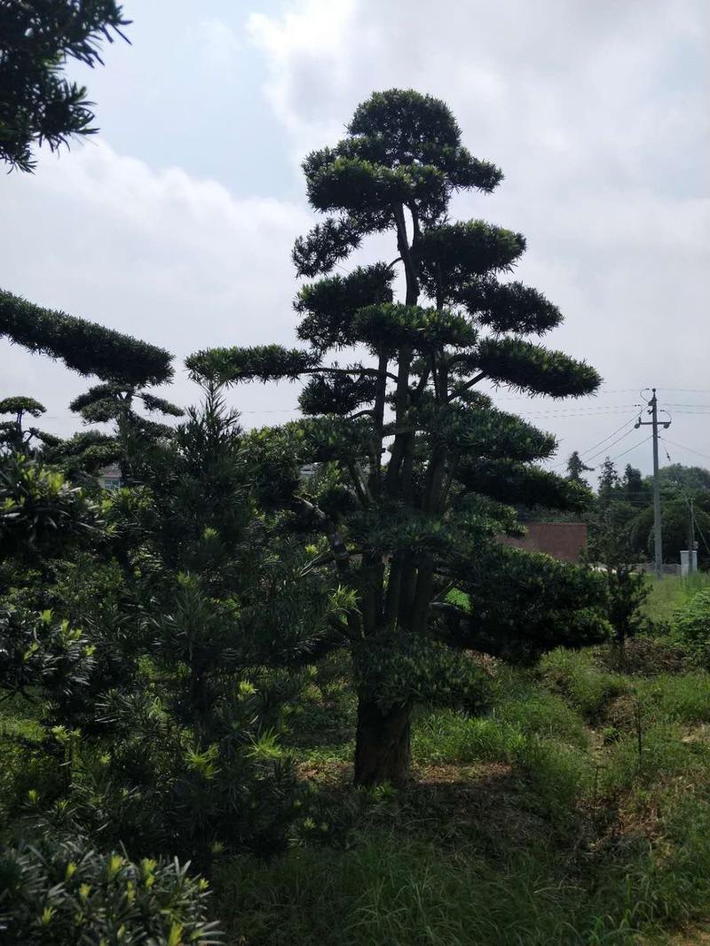 金弹子、罗汉松造型树桩盆景30/40公分绿化苗木