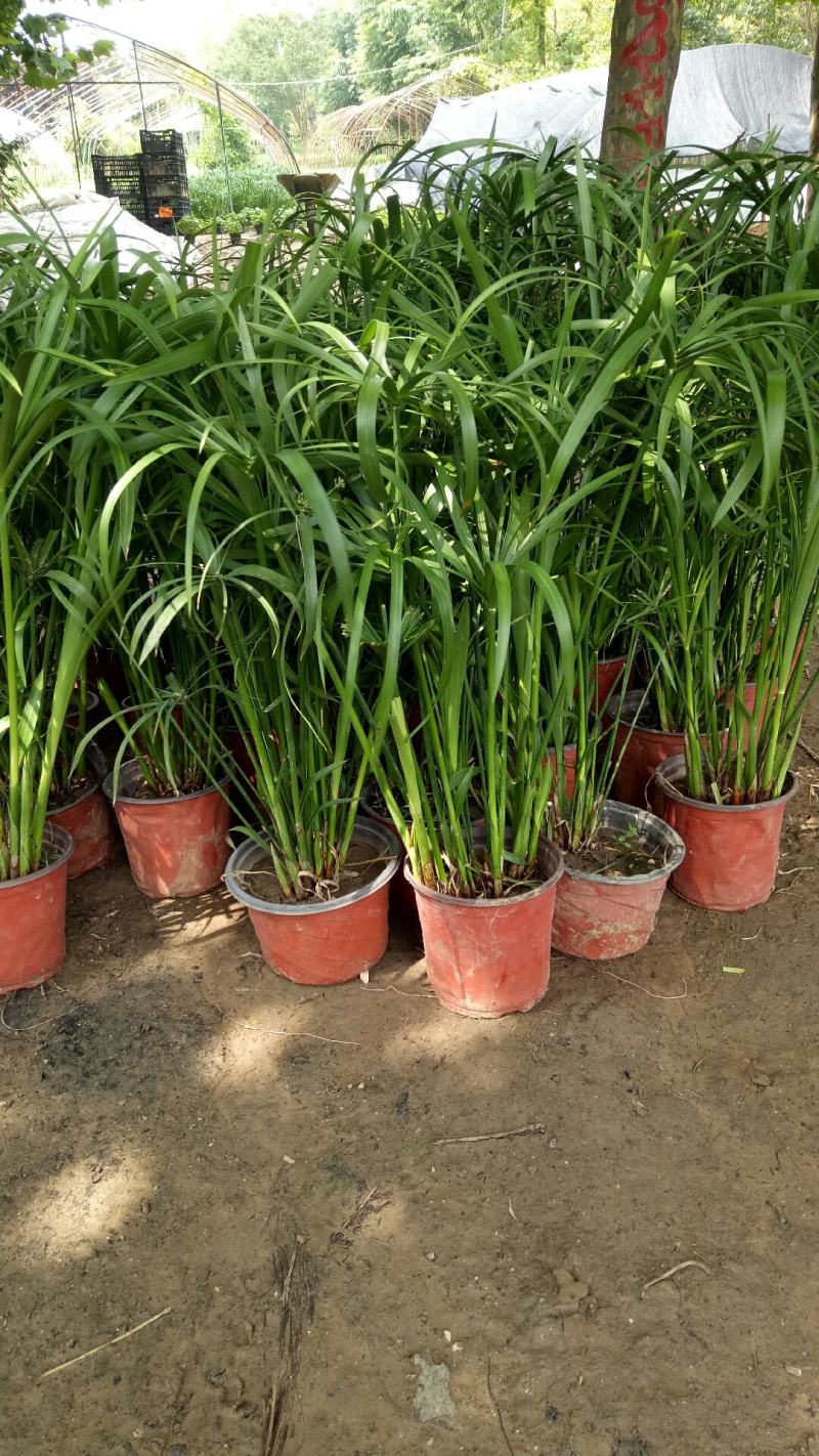 水生植物水竹绿化苗木种植盆栽植物