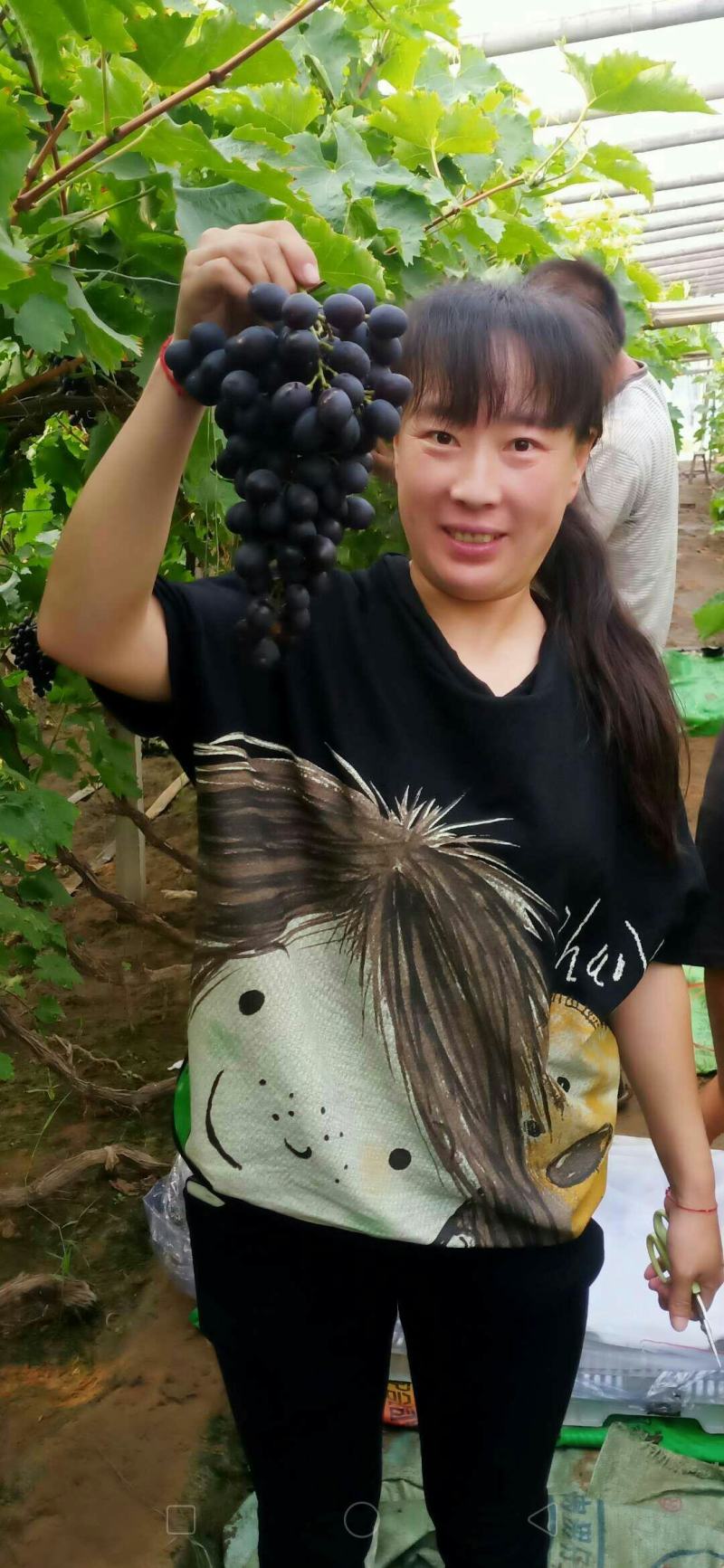 乐亭玫瑰香葡萄，货源充足，质量好，口感甜，一亩田联系我