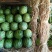 内蒙通辽金花金成五，吉林大西瓜