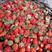 出售四季草莓苗，高产四季草莓黑龙江四季草莓苗