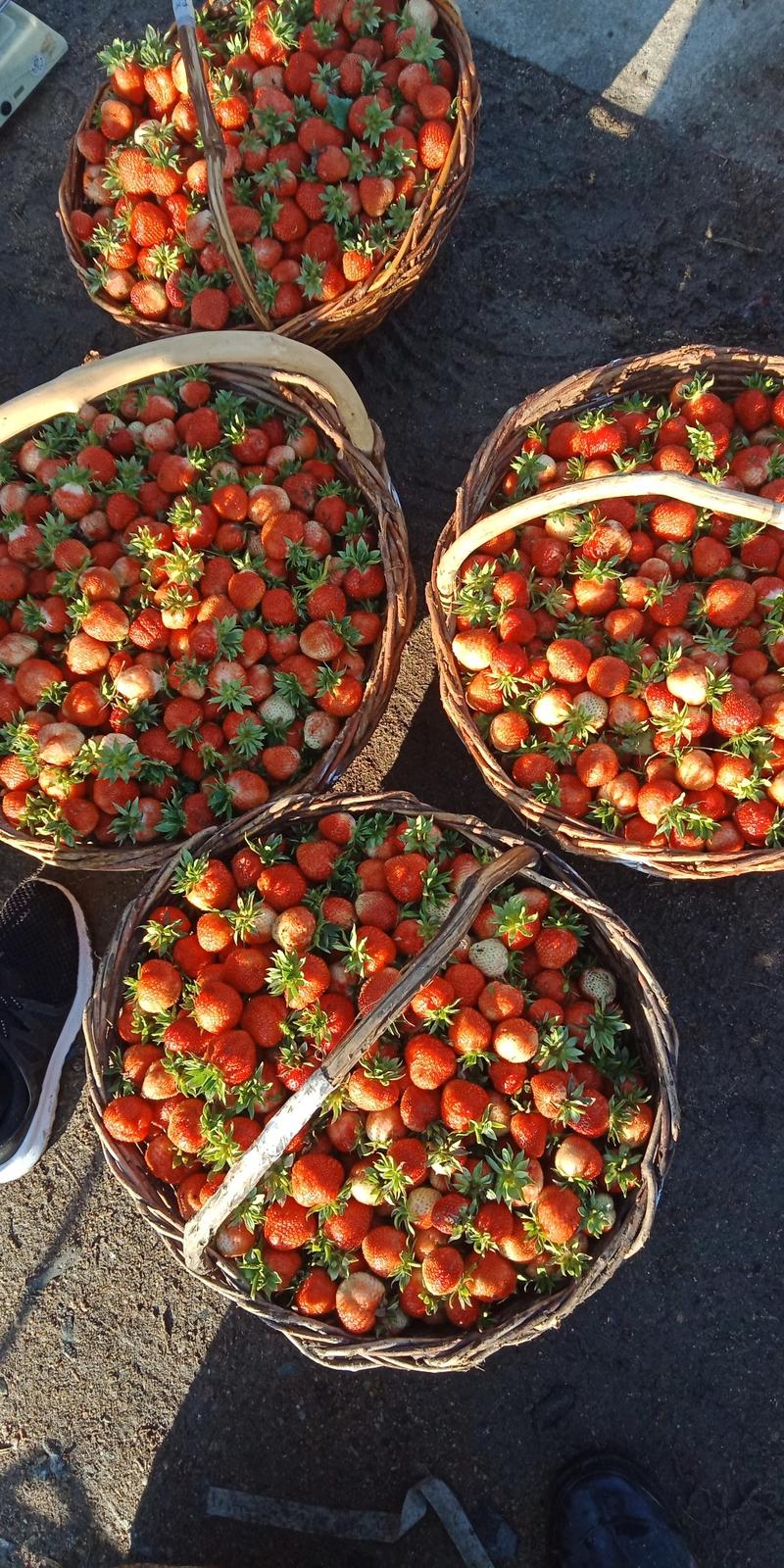 出售四季草莓苗，高产四季草莓黑龙江四季草莓苗
