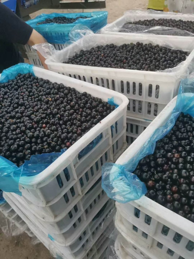 黑加伦鲜果，黑加仑果，出售黑加仑鲜果