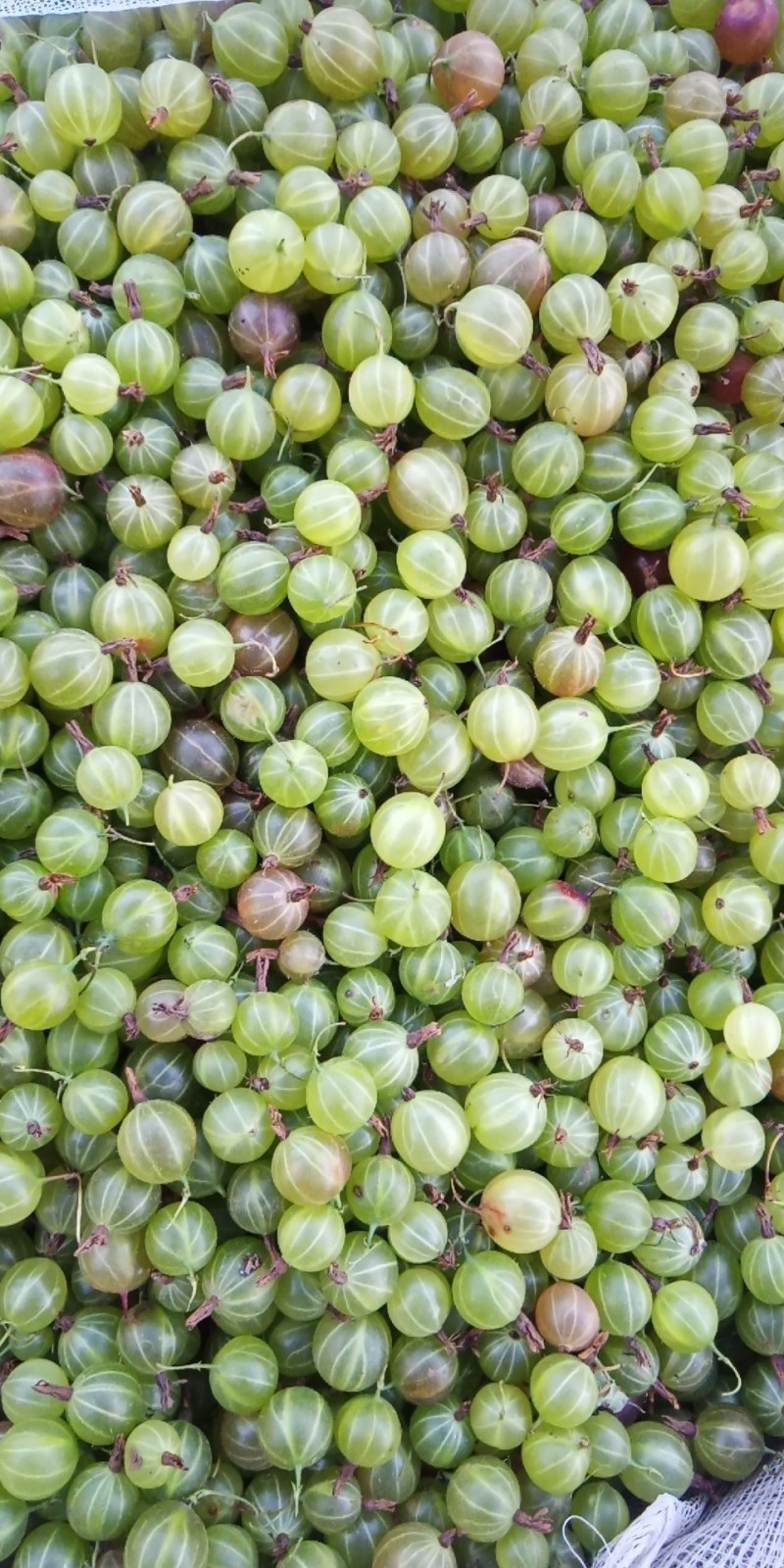 批发灯笼果，灯笼果，东北特产灯笼果