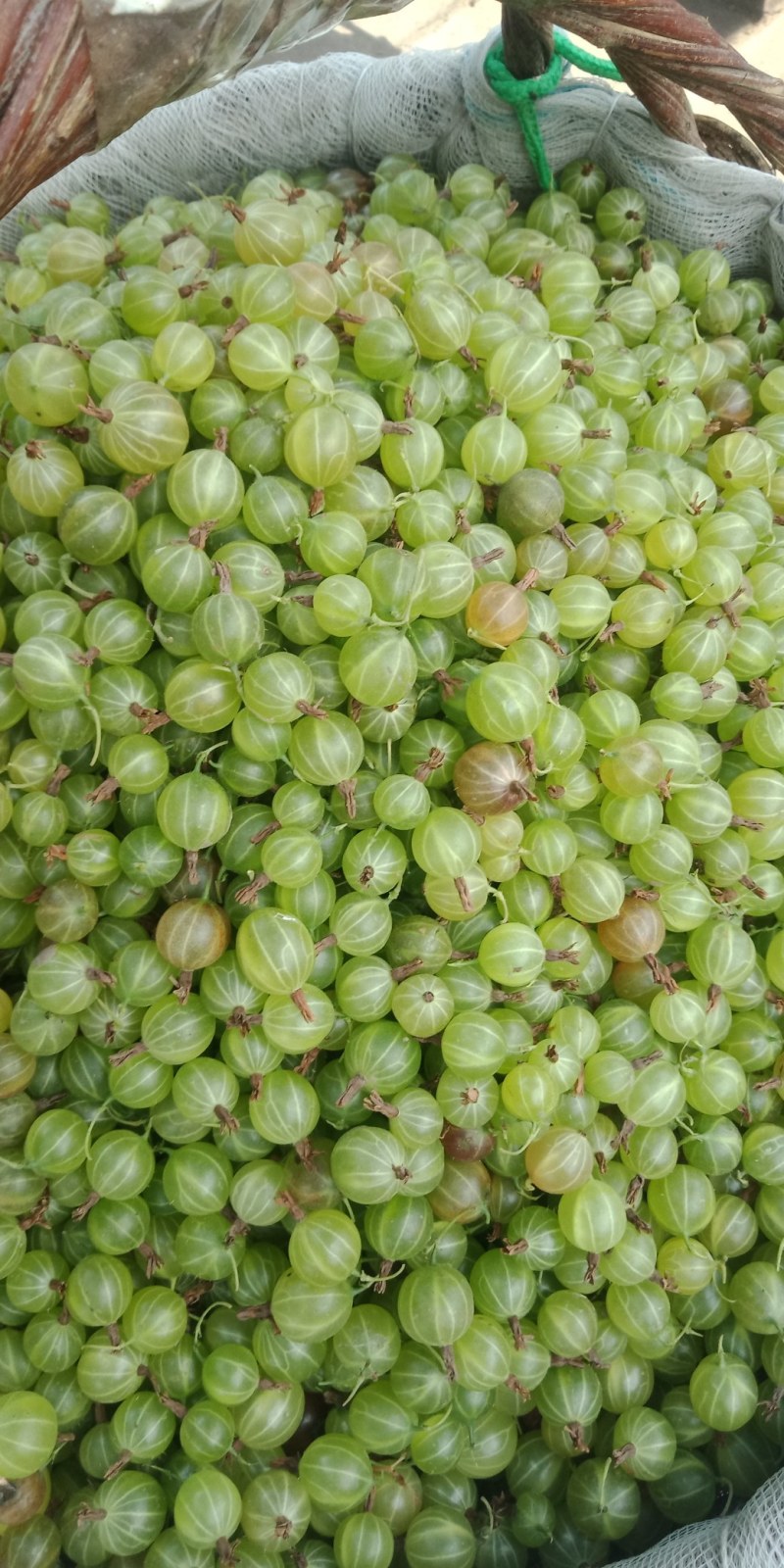 批发灯笼果，灯笼果，东北特产灯笼果