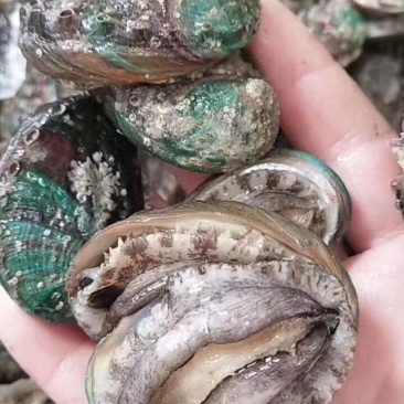 鲍鱼鲜活发货味道鲜美海鲜珍品