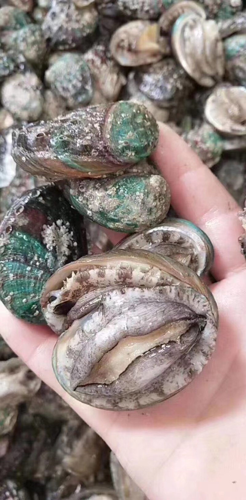 鲍鱼鲜活发货味道鲜美海鲜珍品