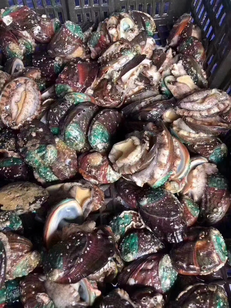 鲍鱼鲜活发货味道鲜美海鲜珍品