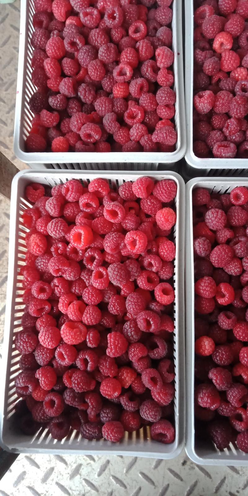 批发零售红树莓果干，红树莓果干，红树莓果