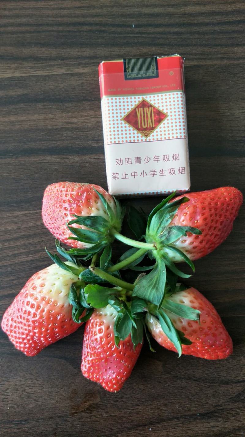出售章姬草莓苗红颜草莓苗菠萝草莓苗20~30cm