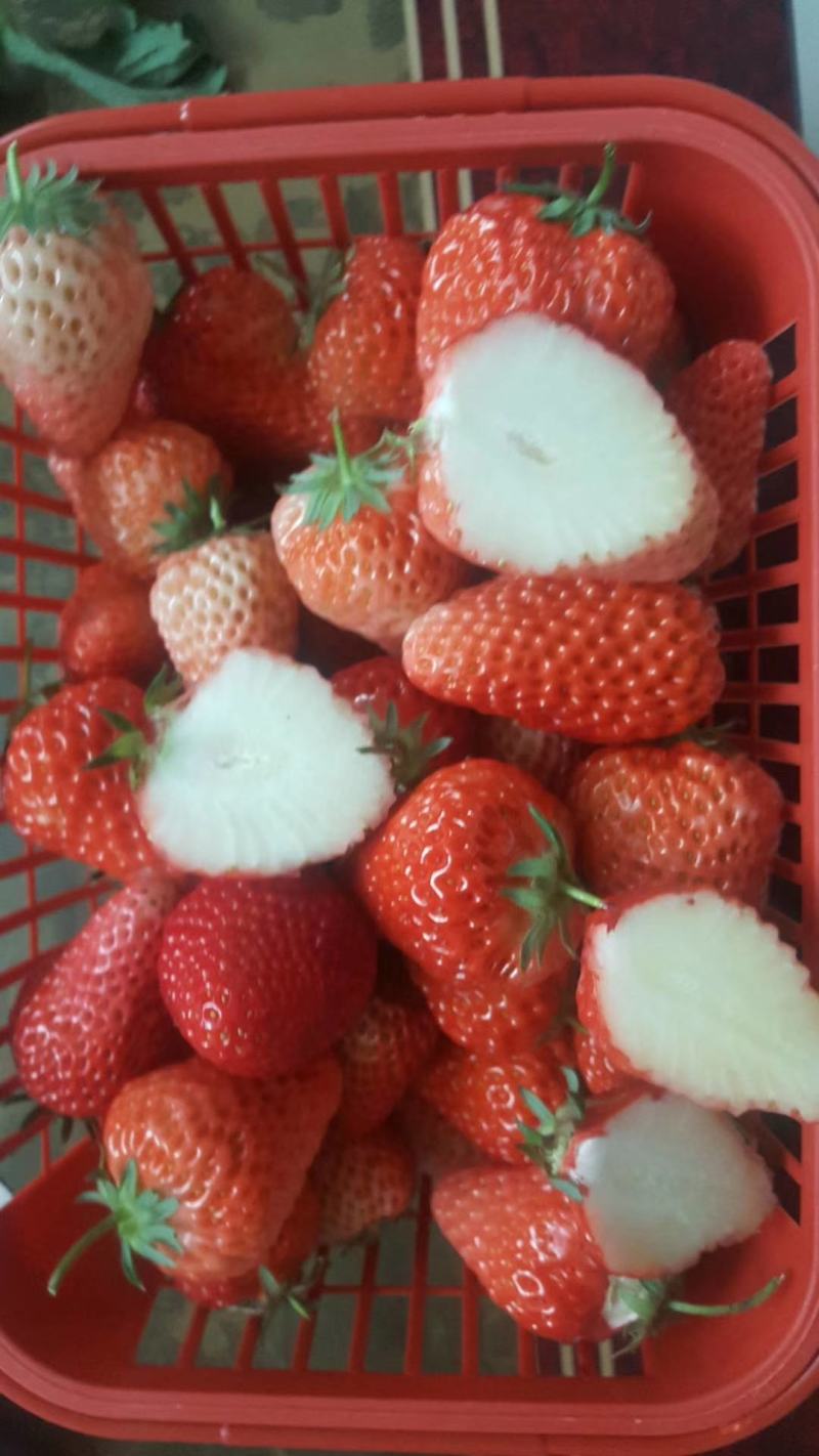 出售章姬草莓苗红颜草莓苗菠萝草莓苗20~30cm