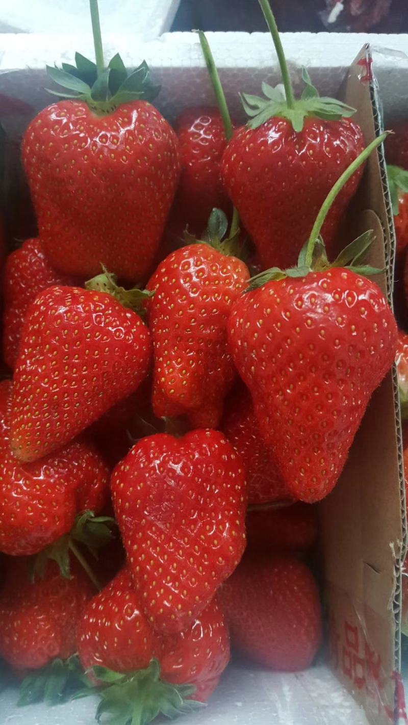出售章姬草莓苗红颜草莓苗菠萝草莓苗20~30cm