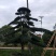 造型罗汉松地径10/15/20/30罗汉松树苗