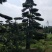 造型罗汉松地径10/15/20/30罗汉松树苗