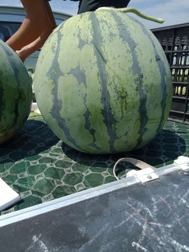 美都大棚精品西瓜、果型周正，大小均匀，包熟包甜