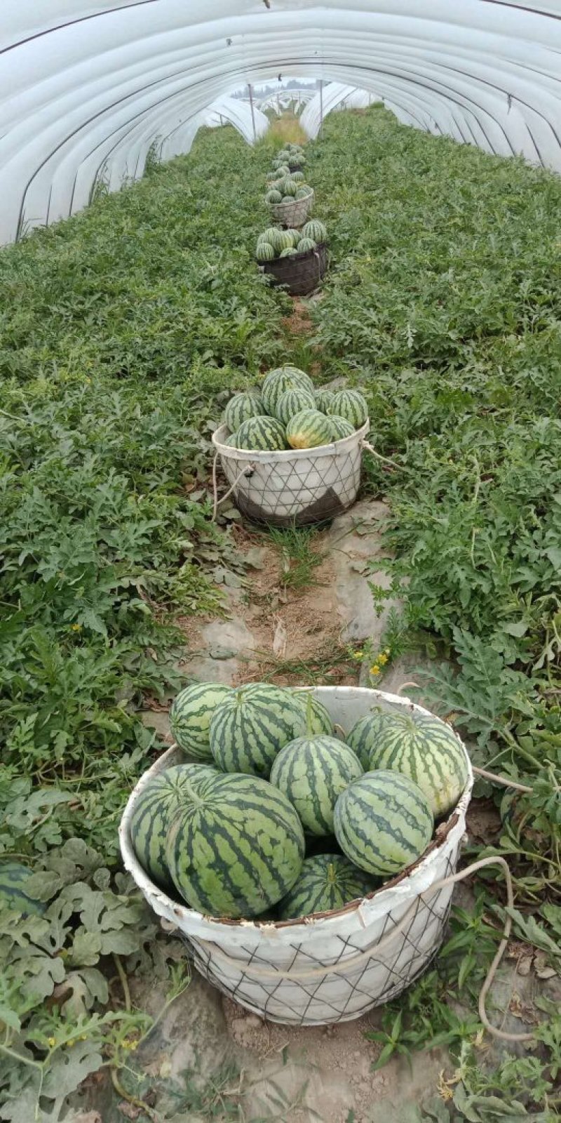 美都大棚精品西瓜、果型周正，大小均匀，包熟包甜