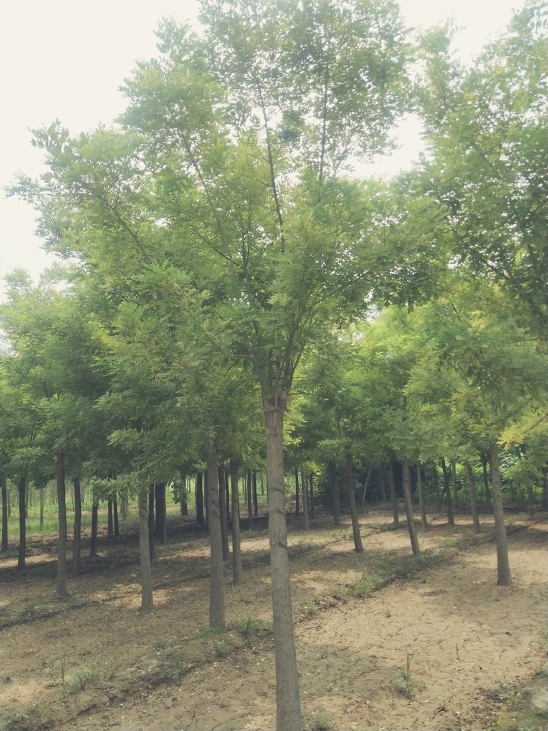 10公分金枝槐河北绿曦苗圃自家苗圃无中介
