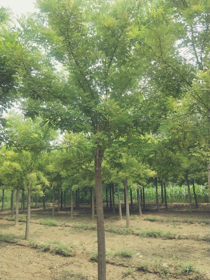10公分金枝槐河北绿曦苗圃自家苗圃无中介