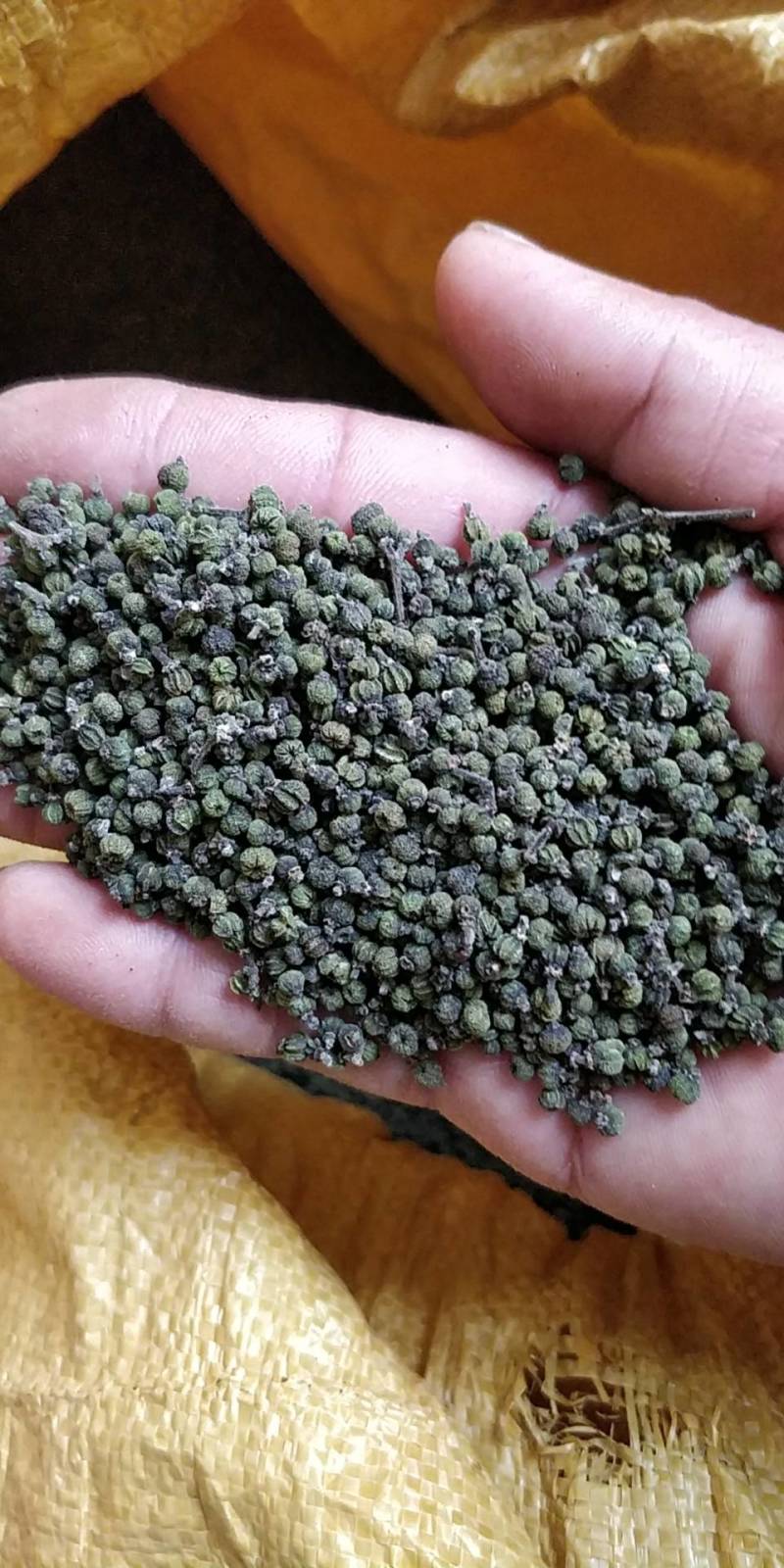 2022年《广西品种中花吴茱萸》新货上市