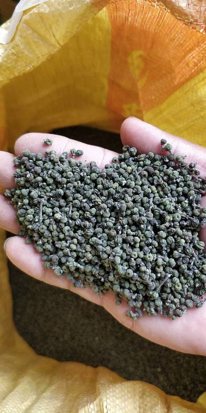 2022年《广西品种中花吴茱萸》新货上市