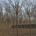 12公分国槐自家苗圃绿曦苗圃3000多棵