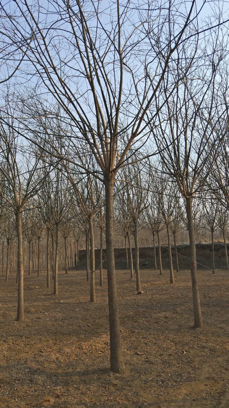 12公分国槐自家苗圃绿曦苗圃3000多棵