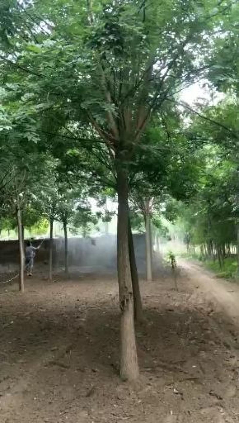 12公分国槐自家苗圃绿曦苗圃3000多棵