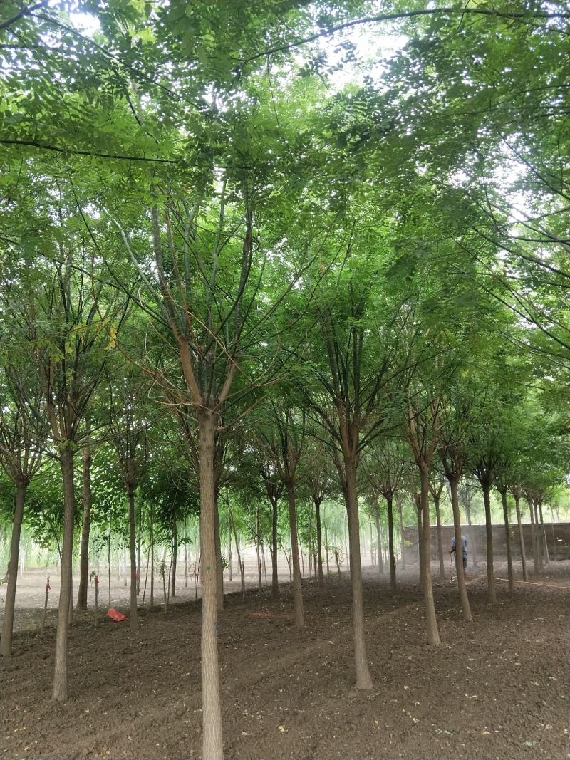 12公分国槐自家苗圃绿曦苗圃3000多棵