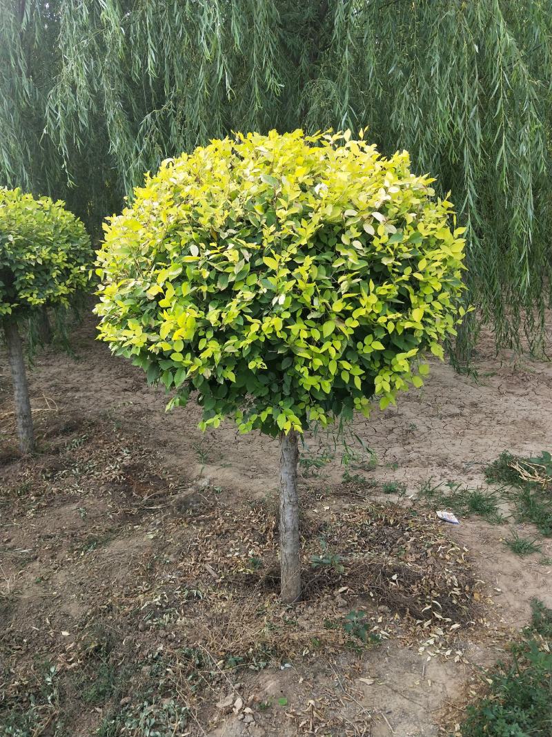 河北金叶榆球绿曦苗圃场，金叶榆球基地，保定