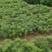 造林绿化营养钵华山松，一手货源，苗圃直供，可以视频看货