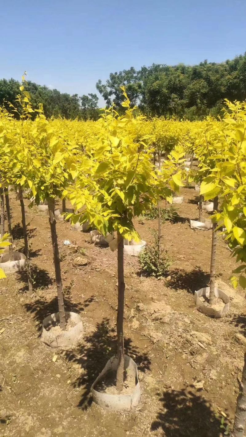 美植袋金叶榆绿曦苗圃大量供应自家苗圃无中介