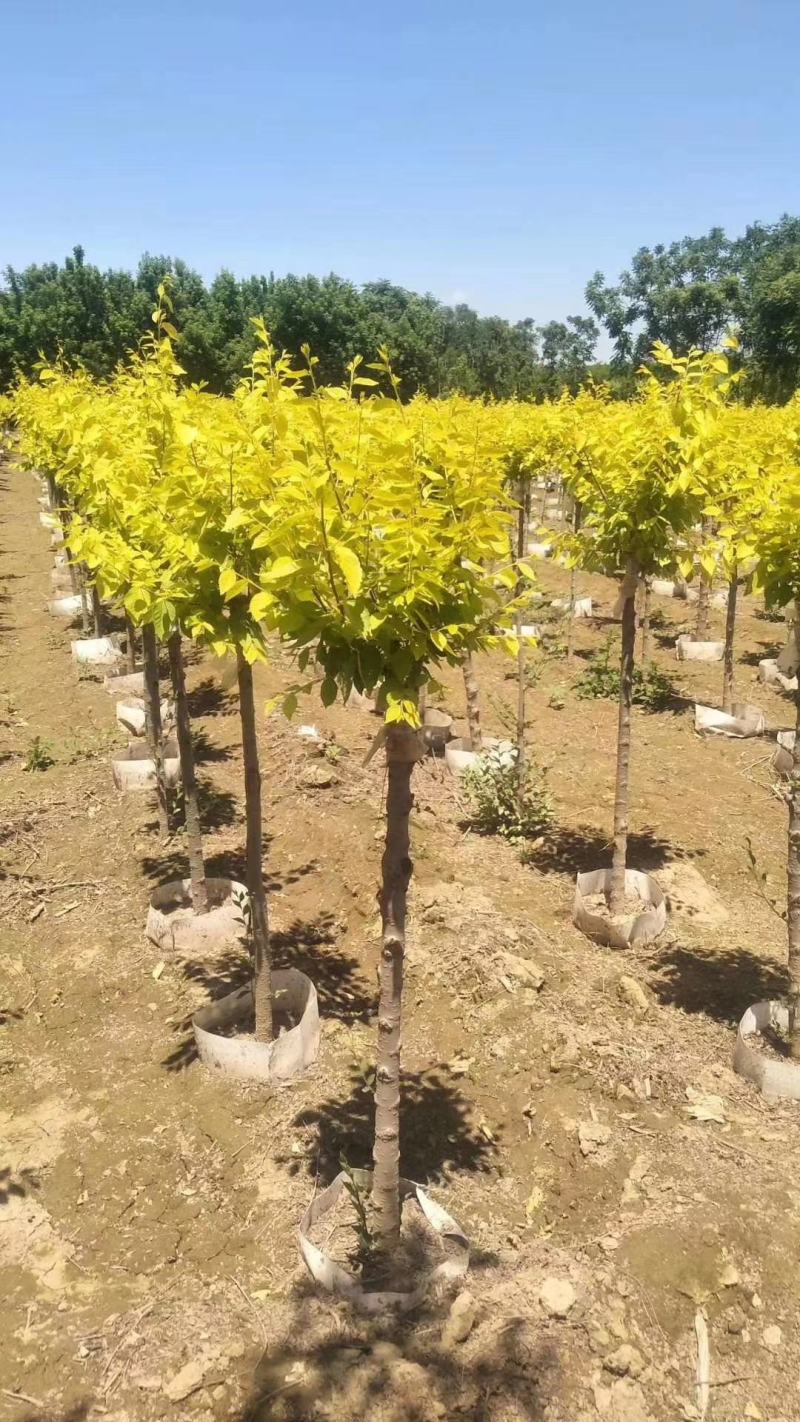 美植袋金叶榆绿曦苗圃大量供应自家苗圃无中介