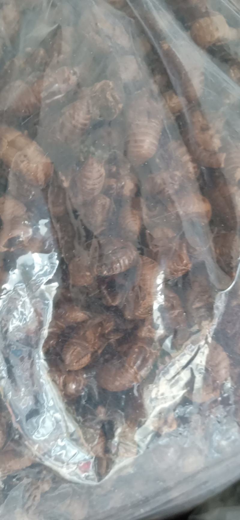 蝉蜕土货，竹林货都有，喜欢的老板联系我大货