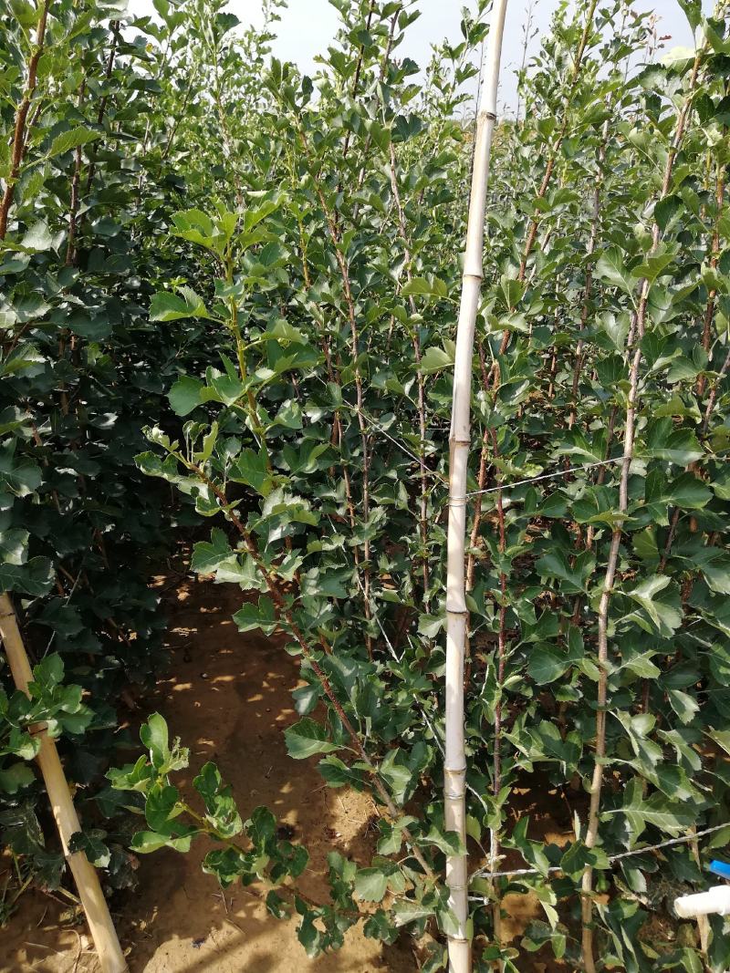 山楂苗70~80cm一年苗二年苗三年苗保品种量大从优